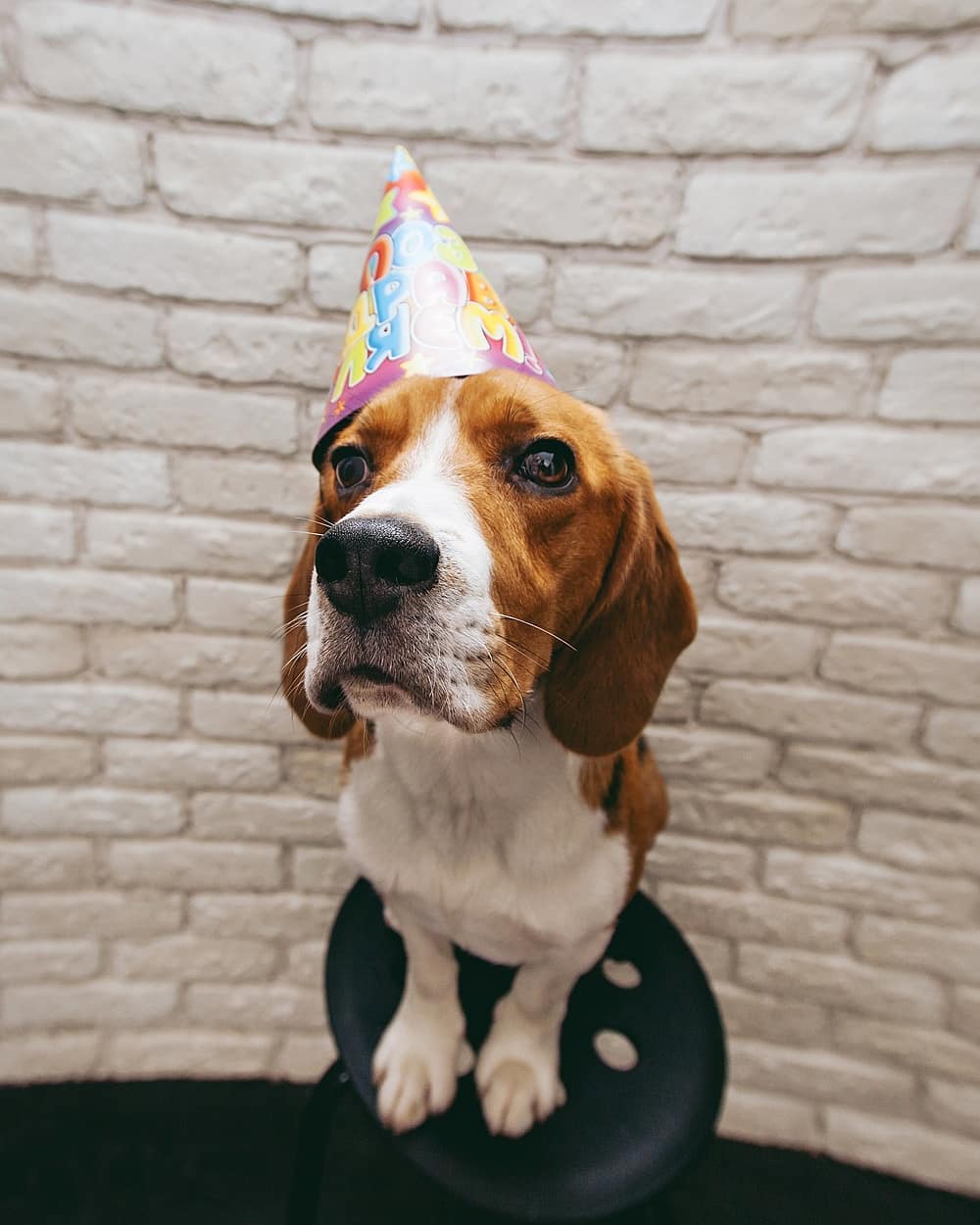 15 Interesting Facts About Beagles 11 15 Interesting Facts About Beagles 11