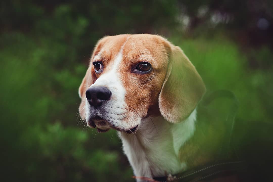 15 Interesting Facts About Beagles 12 15 Interesting Facts About Beagles 12