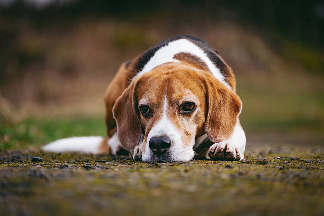 15 Interesting Facts About Beagles 13 15 Interesting Facts About Beagles 13