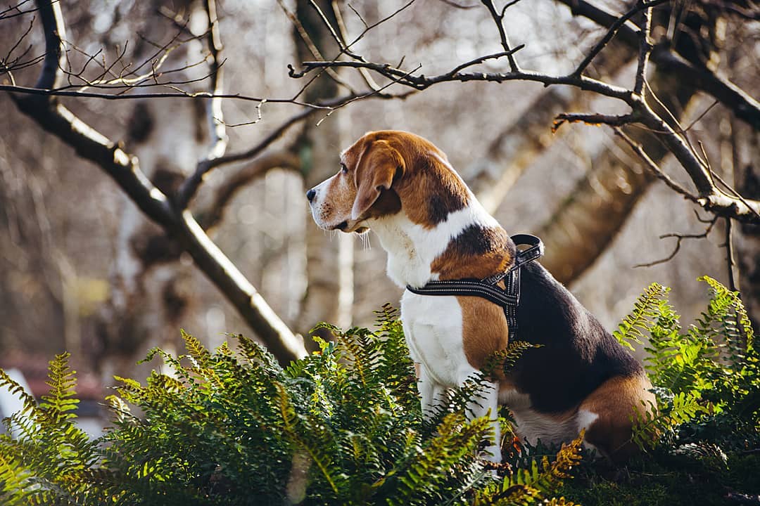15 Interesting Facts About Beagles 14 15 Interesting Facts About Beagles 14