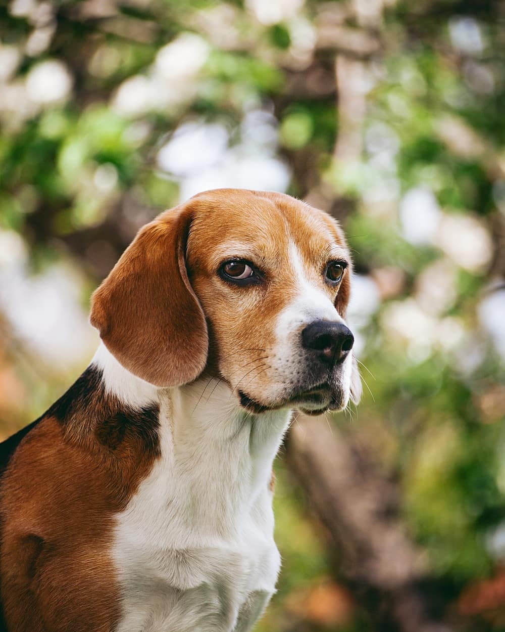 15 Amazing Facts About Beagles You Probably Never Knew 9