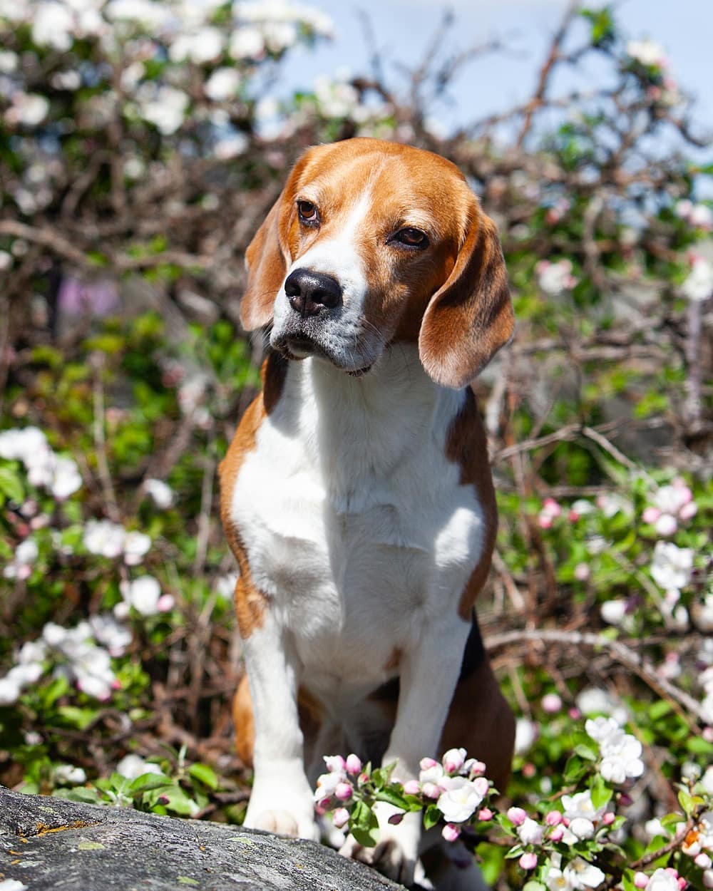15 Amazing Facts About Beagles You Probably Never Knew 10