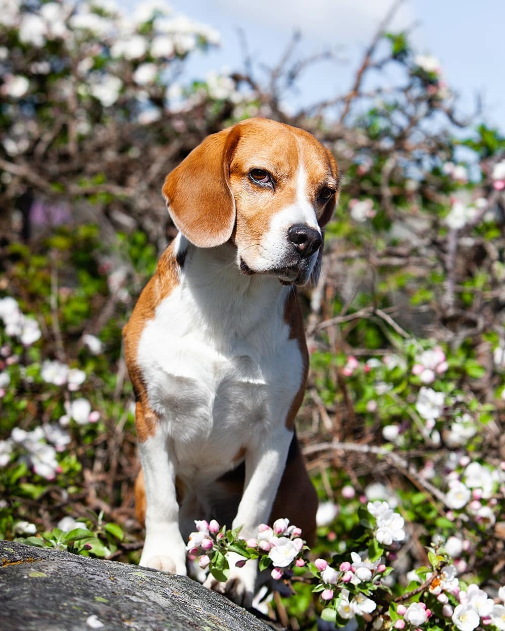 15 Amazing Facts About Beagles You Probably Never Knew 11