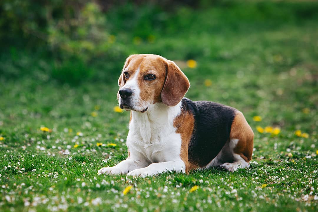 15 Amazing Facts About Beagles You Probably Never Knew 11