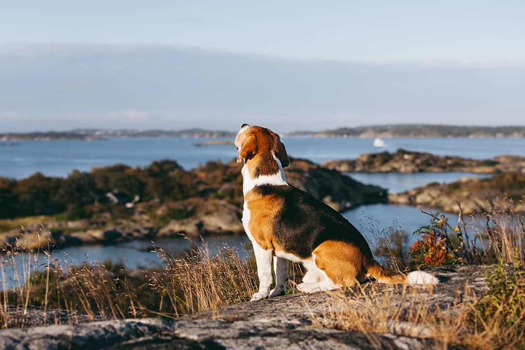 15 Amazing Facts About Beagles You Probably Never Knew 12