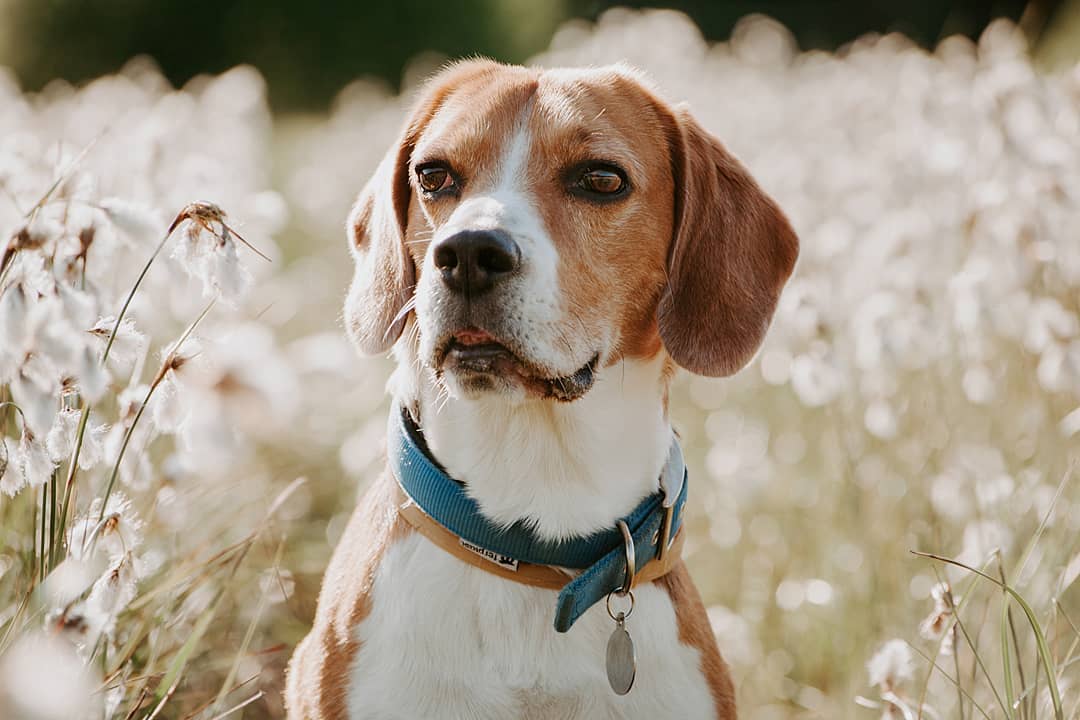 15 Amazing Facts About Beagles You Probably Never Knew 13