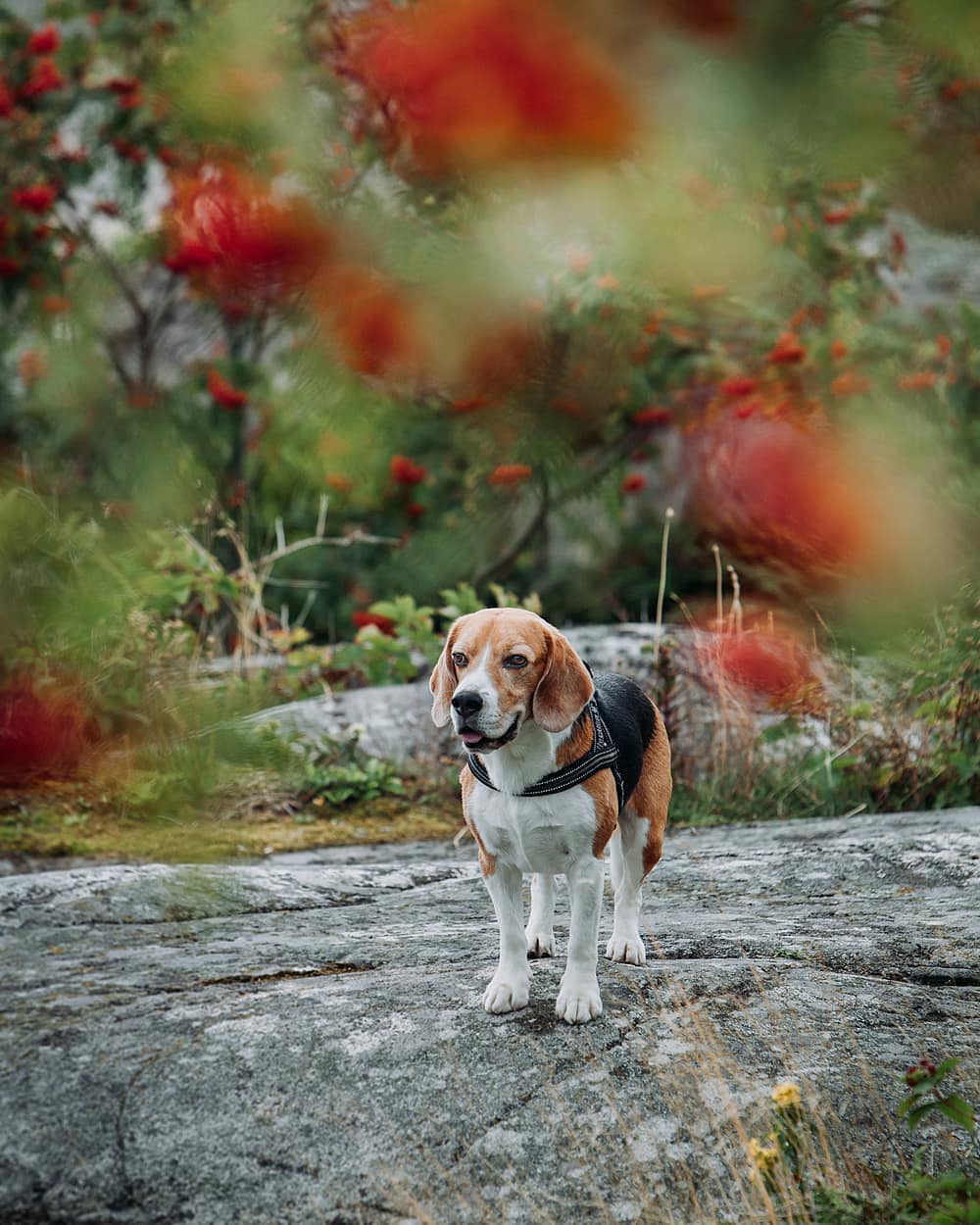 15 Amazing Facts About Beagles You Probably Never Knew 14