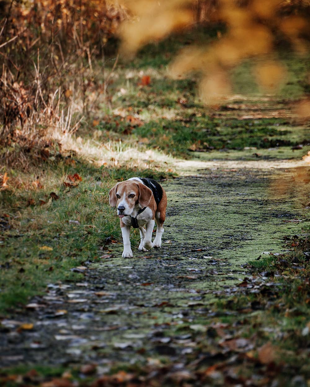 15 Amazing Facts About Beagles You Probably Never Knew 13 15 Amazing Facts About Beagles You Probably Never Knew 13