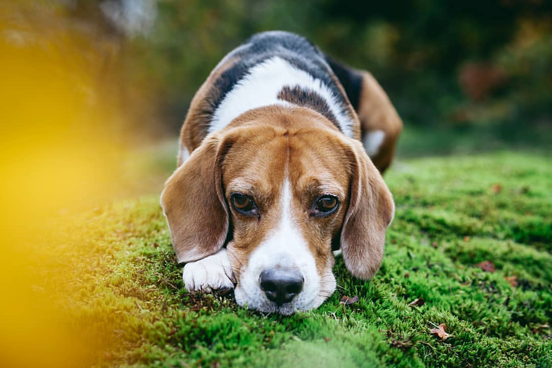 15 Amazing Facts About Beagles You Probably Never Knew 15 15 Amazing Facts About Beagles You Probably Never Knew 15