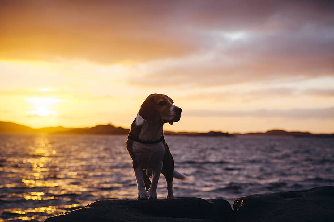 15 Amazing Facts About Beagles You Probably Never Knew 16 15 Amazing Facts About Beagles You Probably Never Knew 16