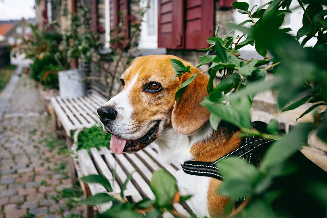 16 Cool Facts About Beagles 9 16 Cool Facts About Beagles 9