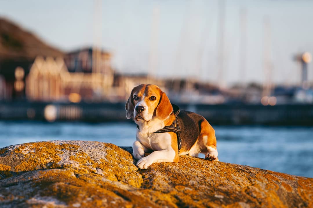 16 Cool Facts About Beagles 10 16 Cool Facts About Beagles 10
