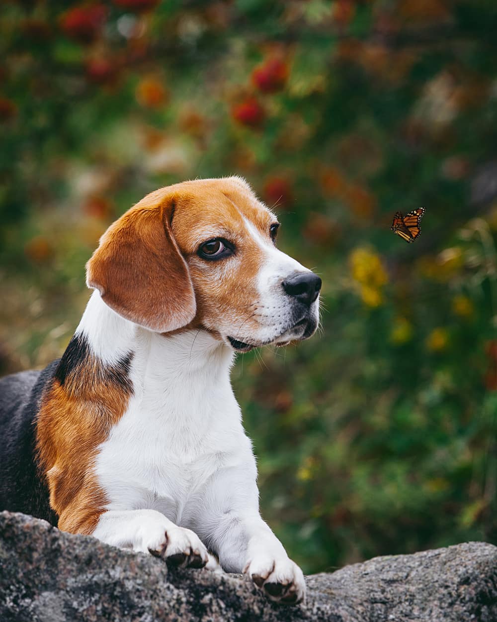 16 Cool Facts About Beagles 11 16 Cool Facts About Beagles 11