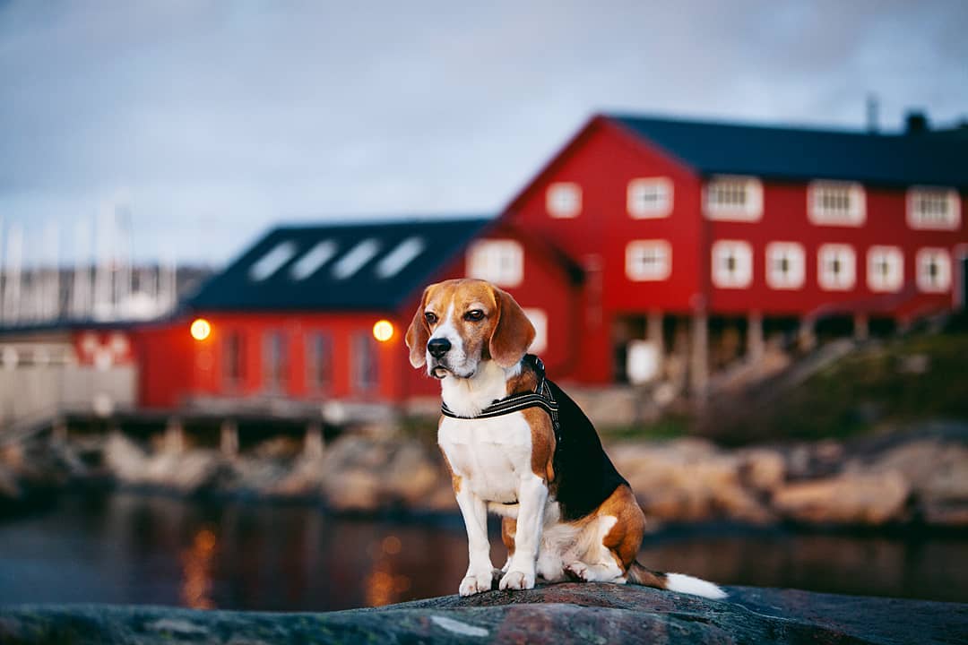 16 Cool Facts About Beagles 9
