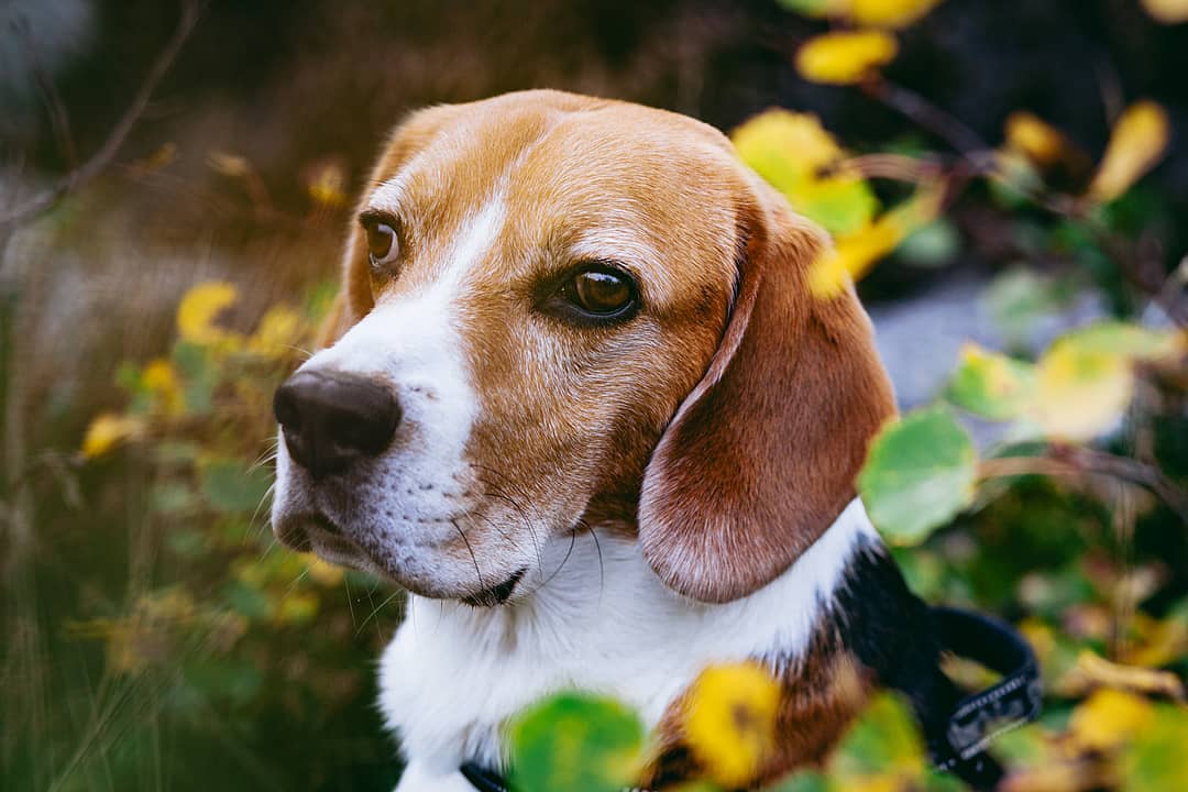 16 Cool Facts About Beagles 10