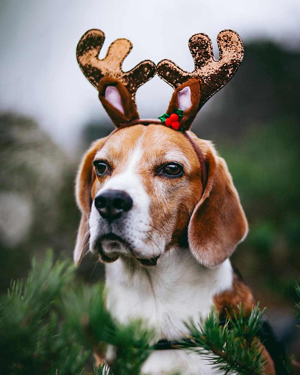 16 Cool Facts About Beagles 11