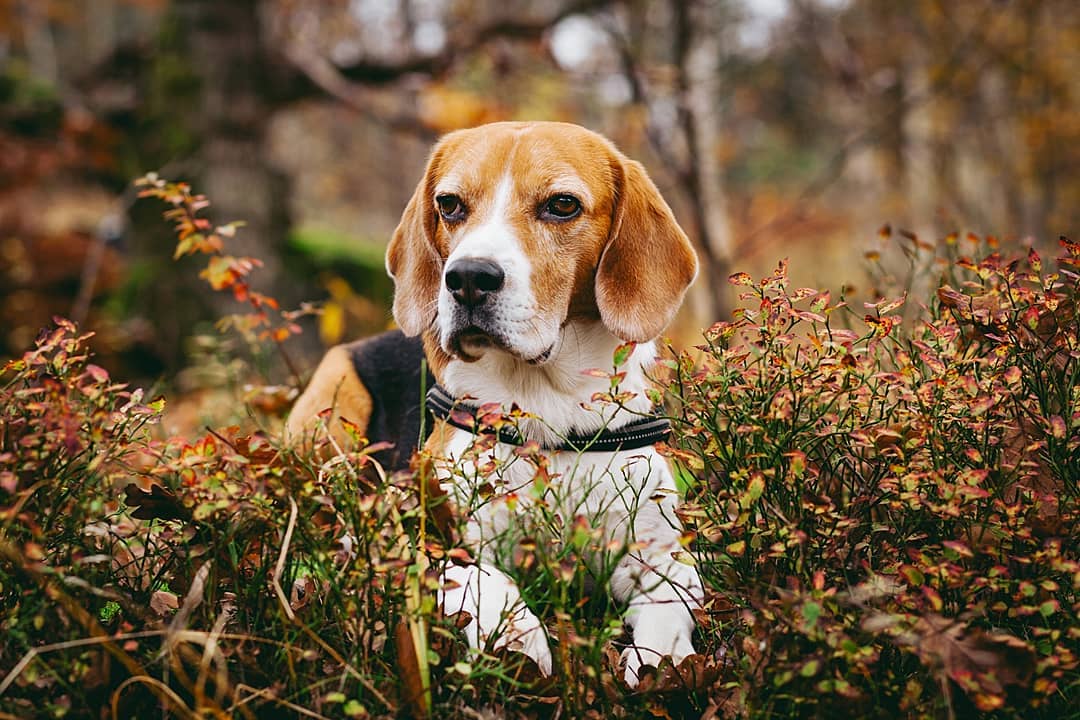 16 Cool Facts About Beagles 9