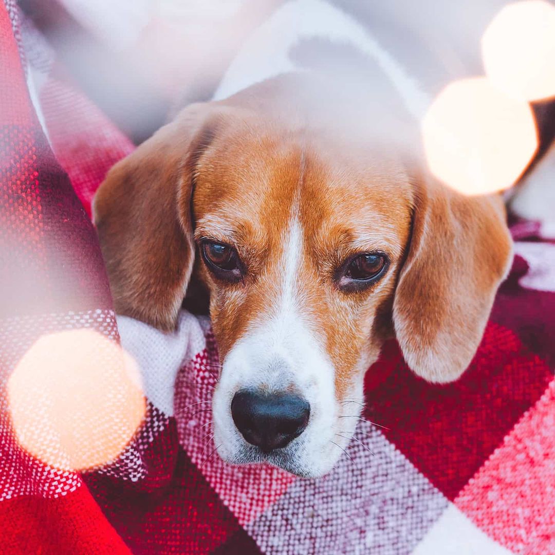 16 Cool Facts About Beagles 10