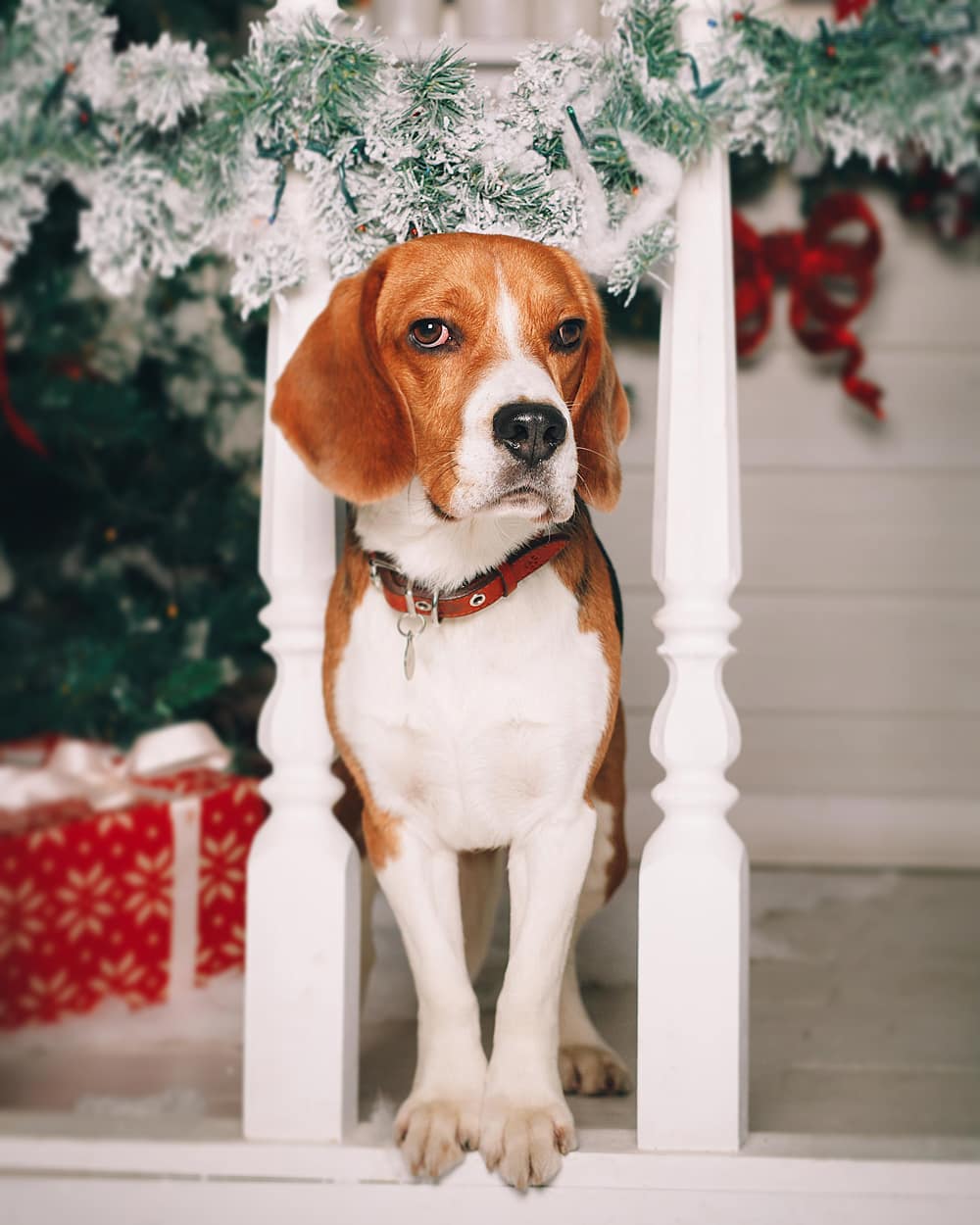 16 Cool Facts About Beagles 11