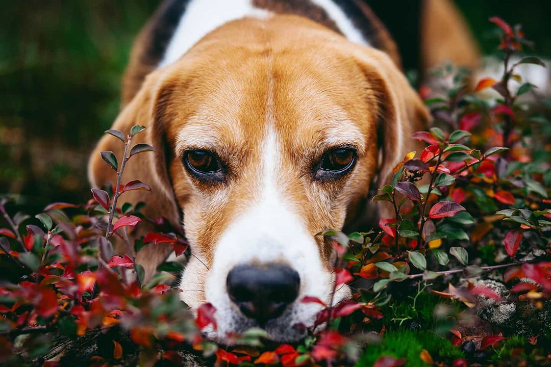 16 Cool Facts About Beagles 5