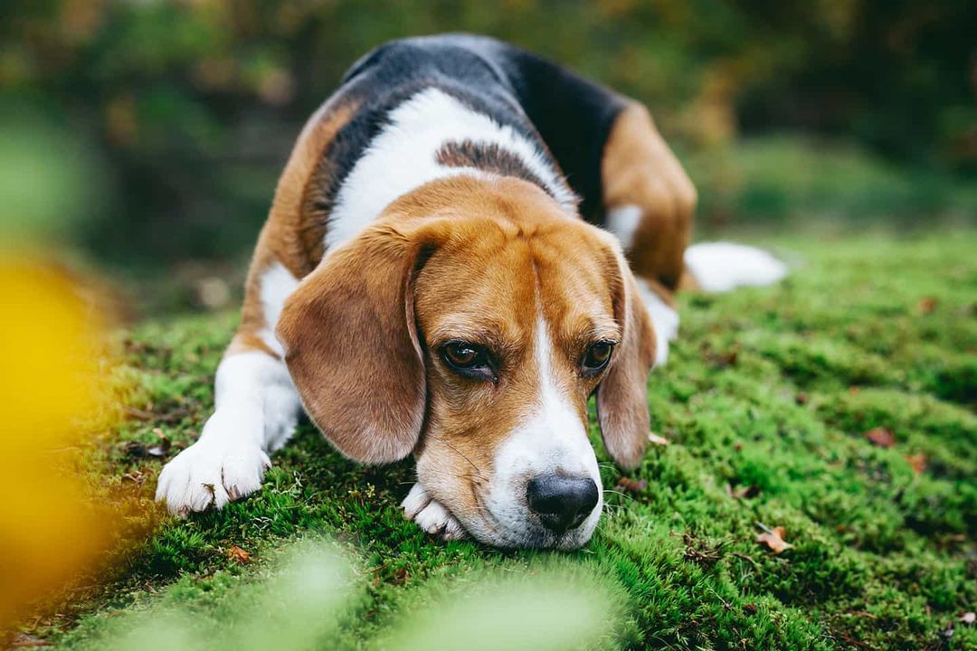 15 Interesting Facts About Beagles 9 15 Interesting Facts About Beagles 9