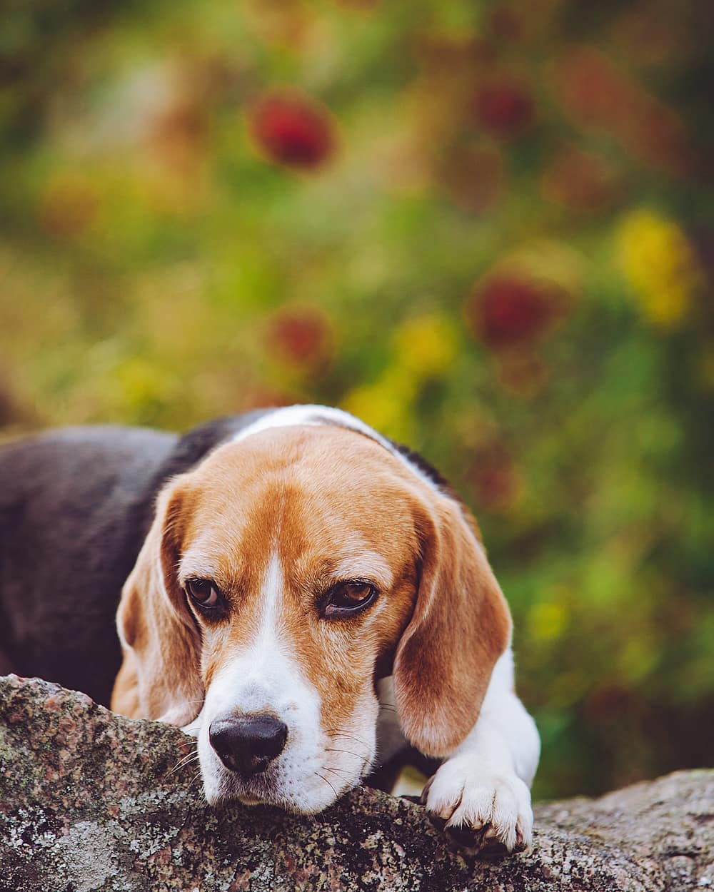 15 Interesting Facts About Beagles 11 15 Interesting Facts About Beagles 11