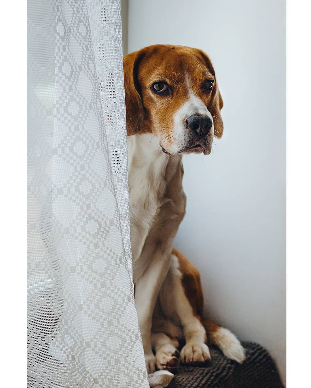 15 Interesting Facts About Beagles 11