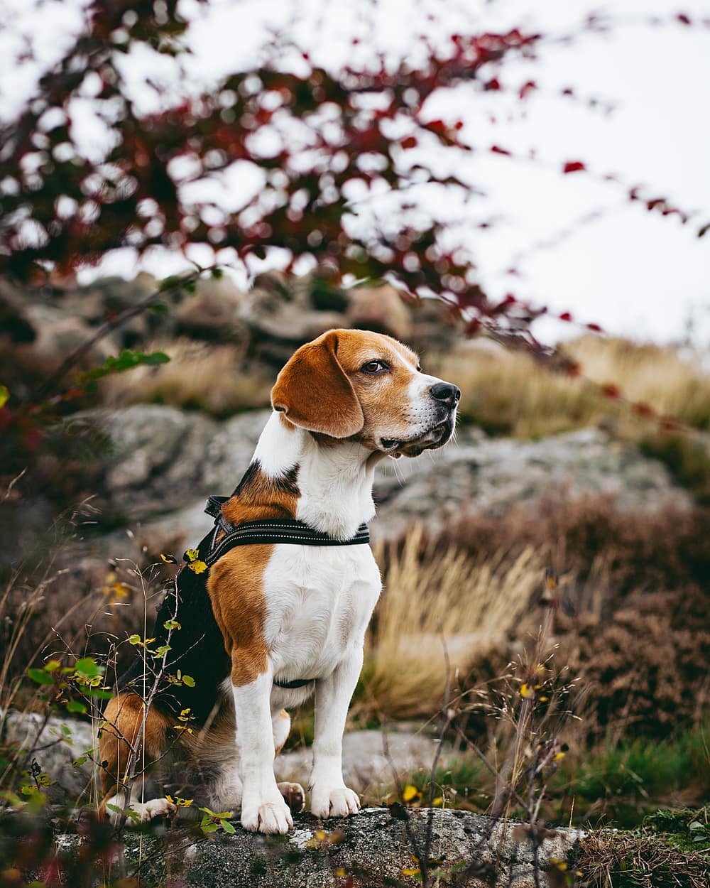 15 Interesting Facts About Beagles 12