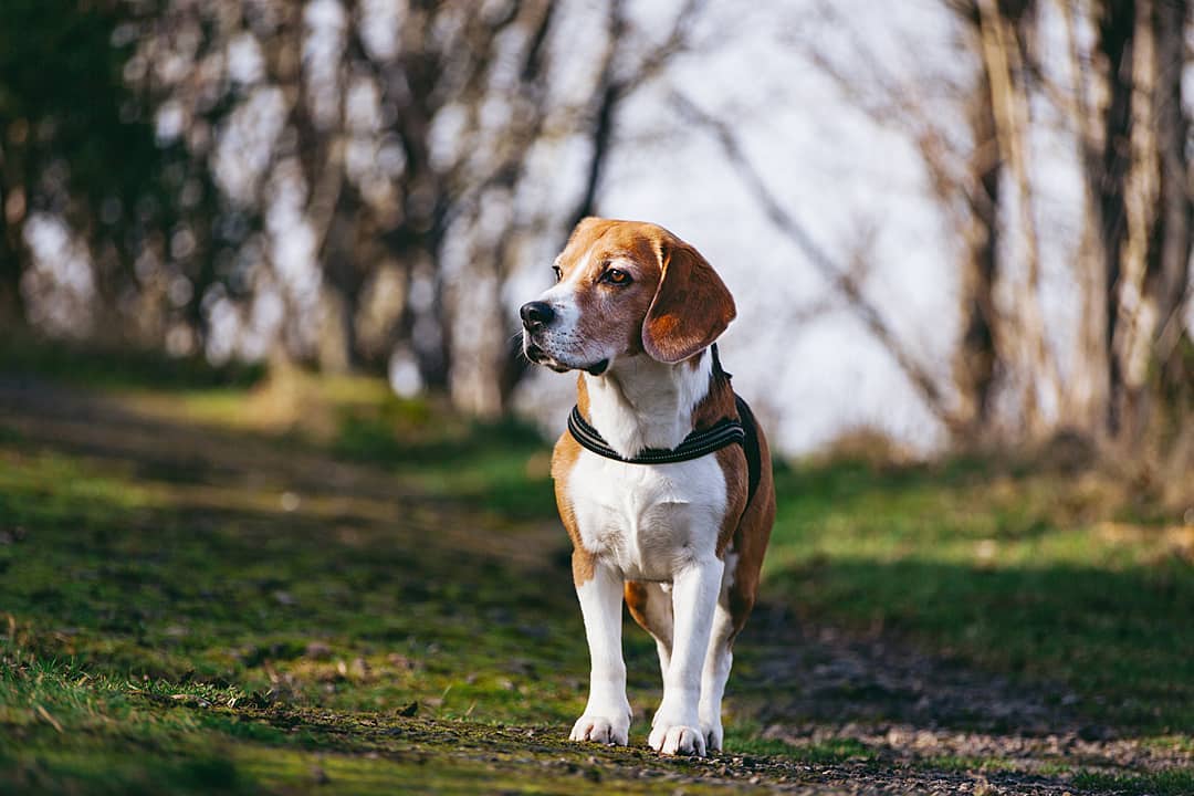 15 Interesting Facts About Beagles 13