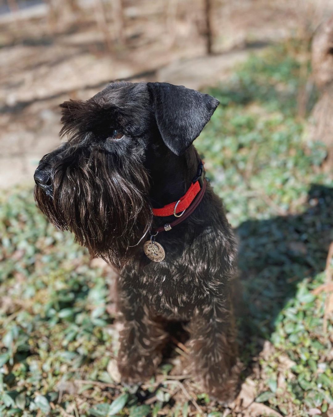 15 Cool Facts About Miniature Schnauzers 9 15 Cool Facts About Miniature Schnauzers 9
