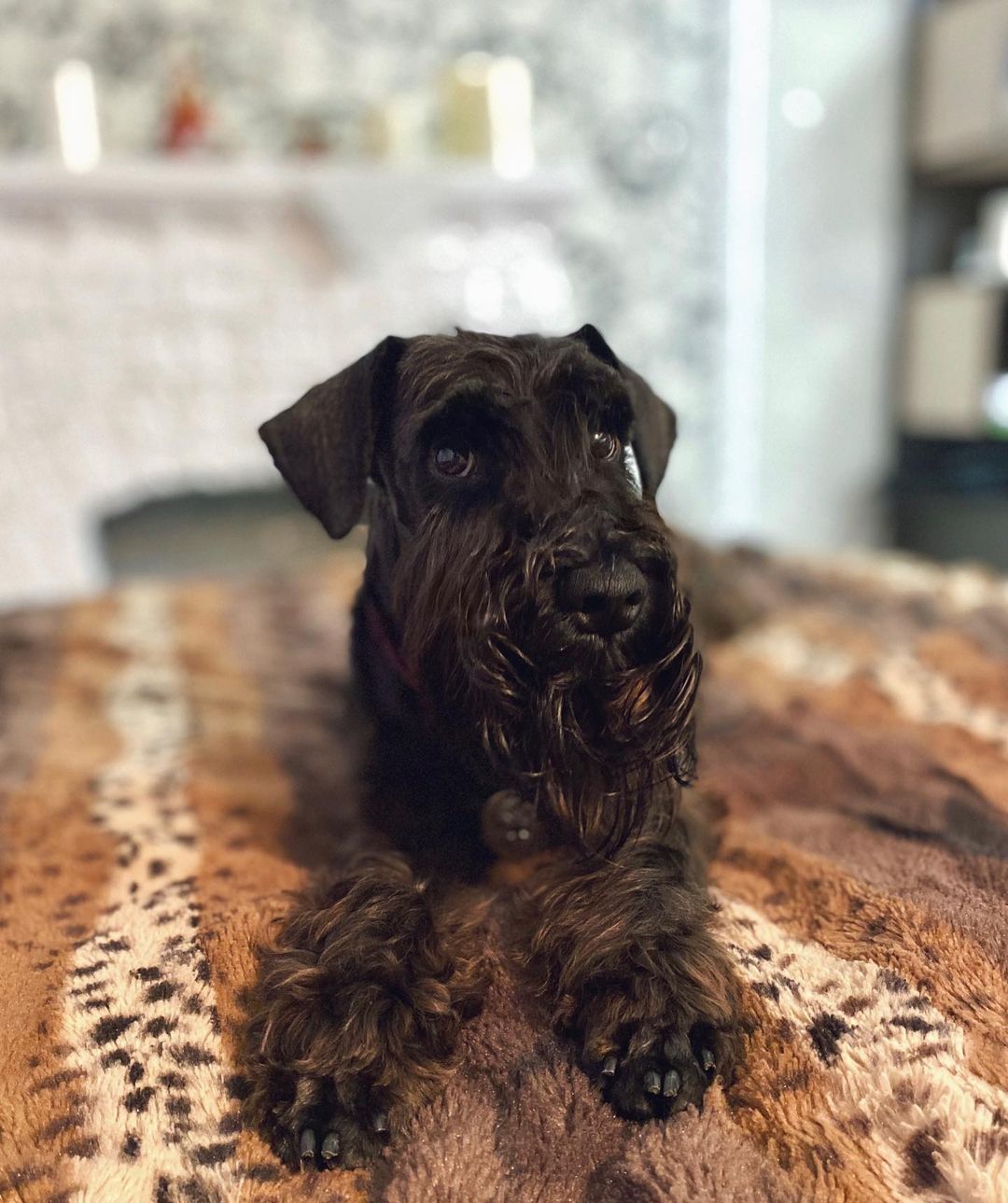 15 Cool Facts About Miniature Schnauzers 9