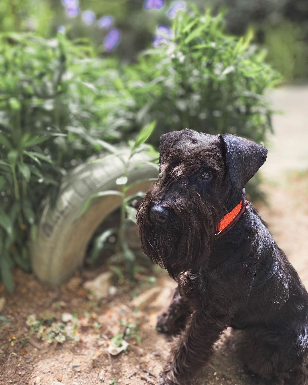 15 Cool Facts About Miniature Schnauzers 10