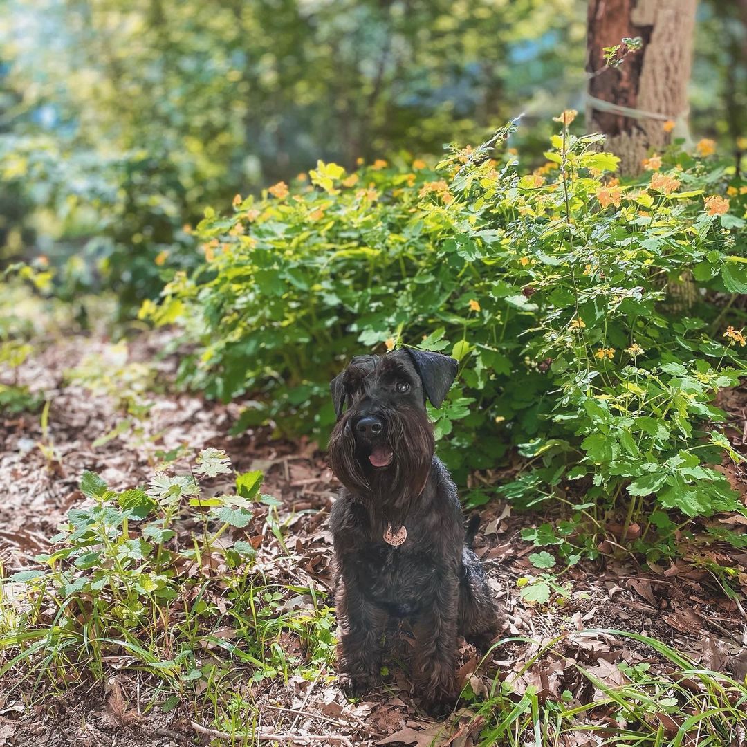 15 Cool Facts About Miniature Schnauzers 11