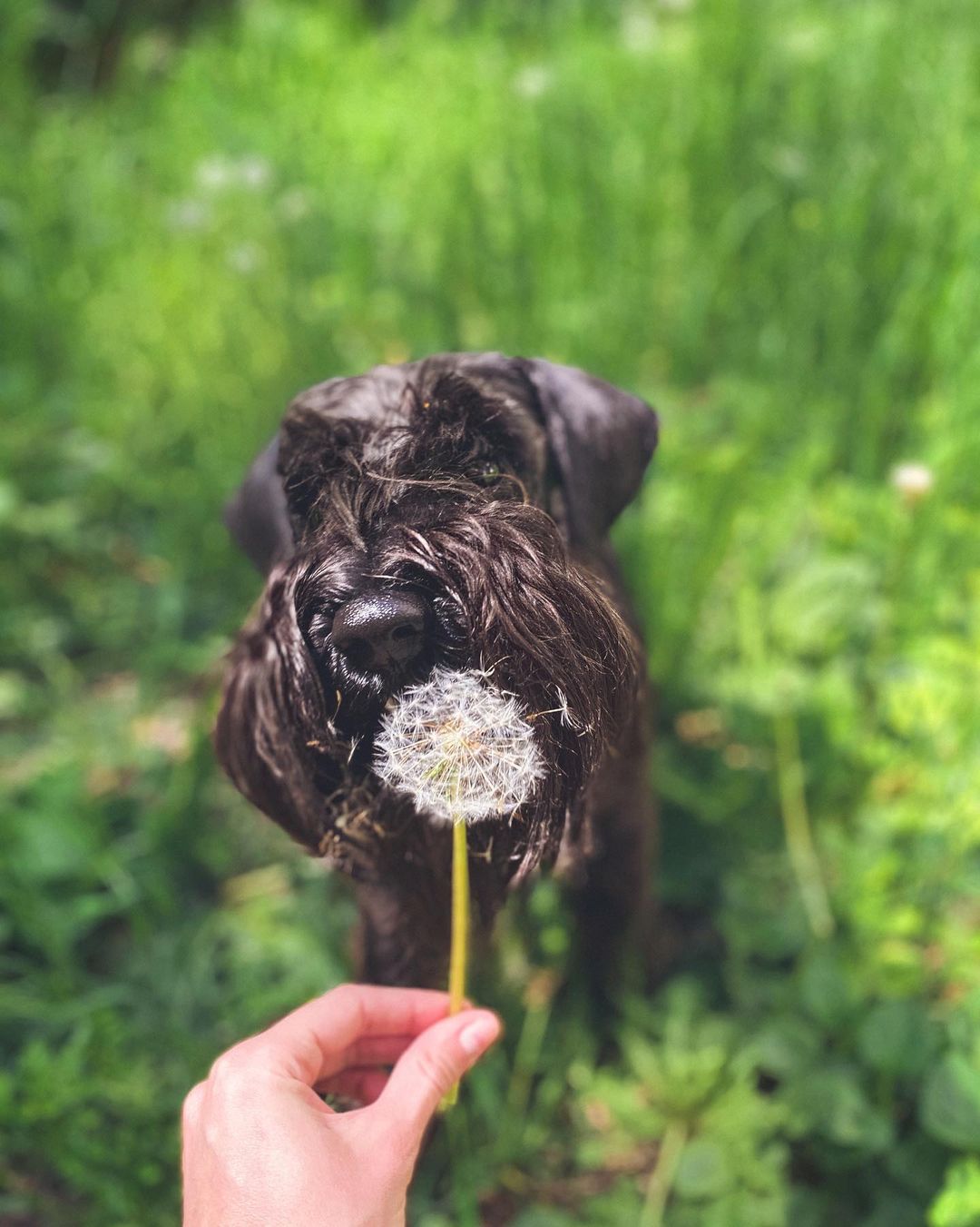 15 Cool Facts About Miniature Schnauzers 9