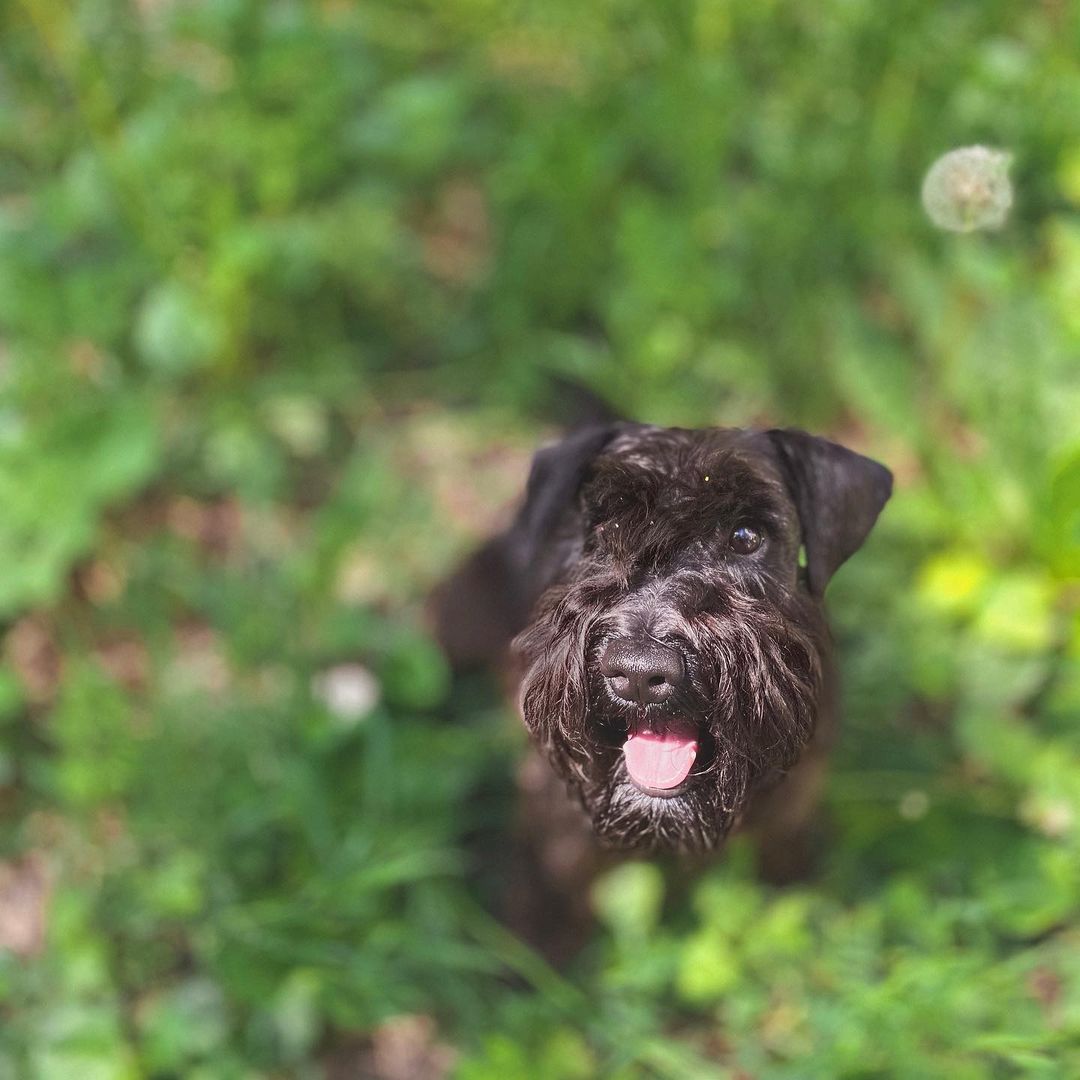 15 Cool Facts About Miniature Schnauzers 10