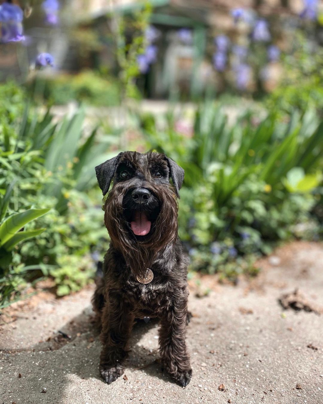 15 Cool Facts About Miniature Schnauzers 11