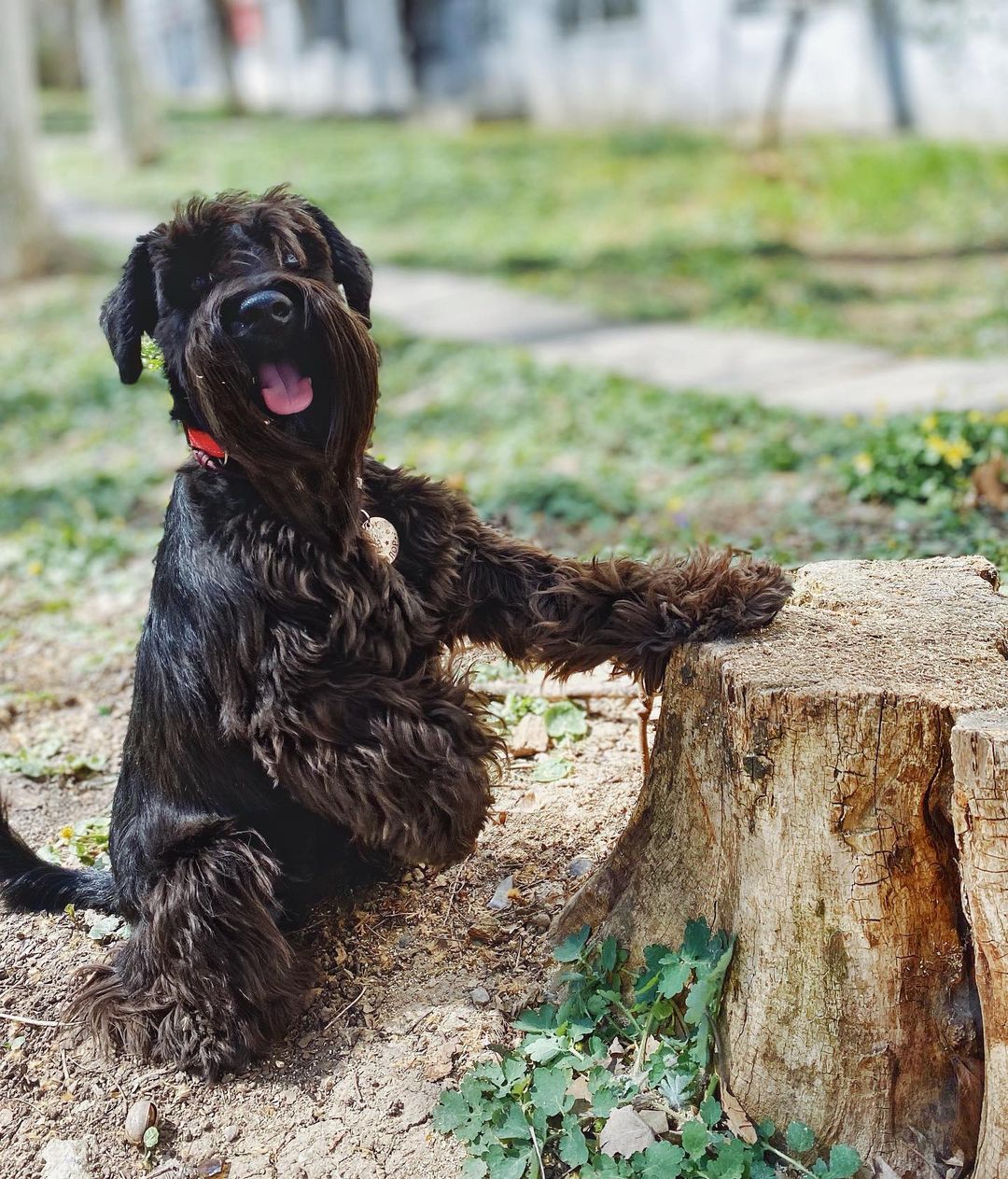 15 Cool Facts About Miniature Schnauzers 10 15 Cool Facts About Miniature Schnauzers 10