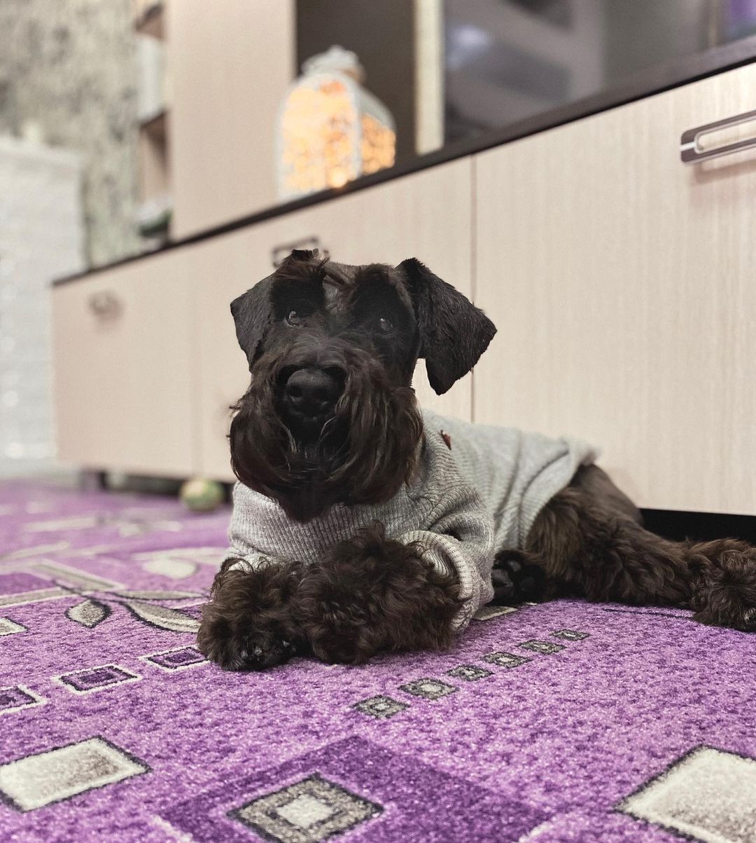 15 Interesting Facts About Miniature Schnauzers 9