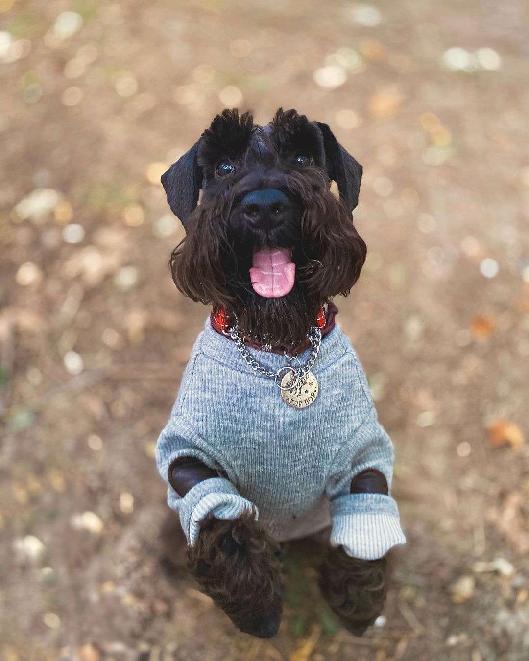 15 Interesting Facts About Miniature Schnauzers 10