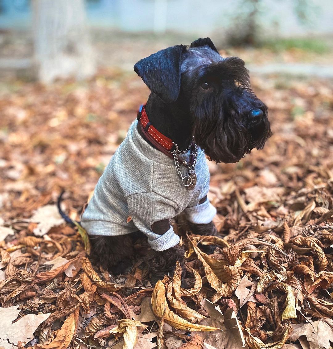 15 Interesting Facts About Miniature Schnauzers 11