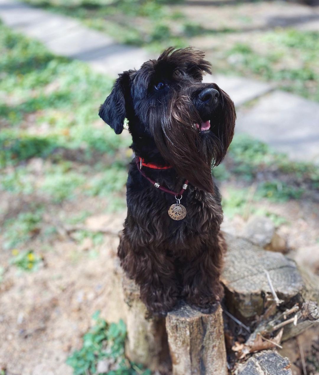 15 Cool Facts About Miniature Schnauzers 11 15 Cool Facts About Miniature Schnauzers 11