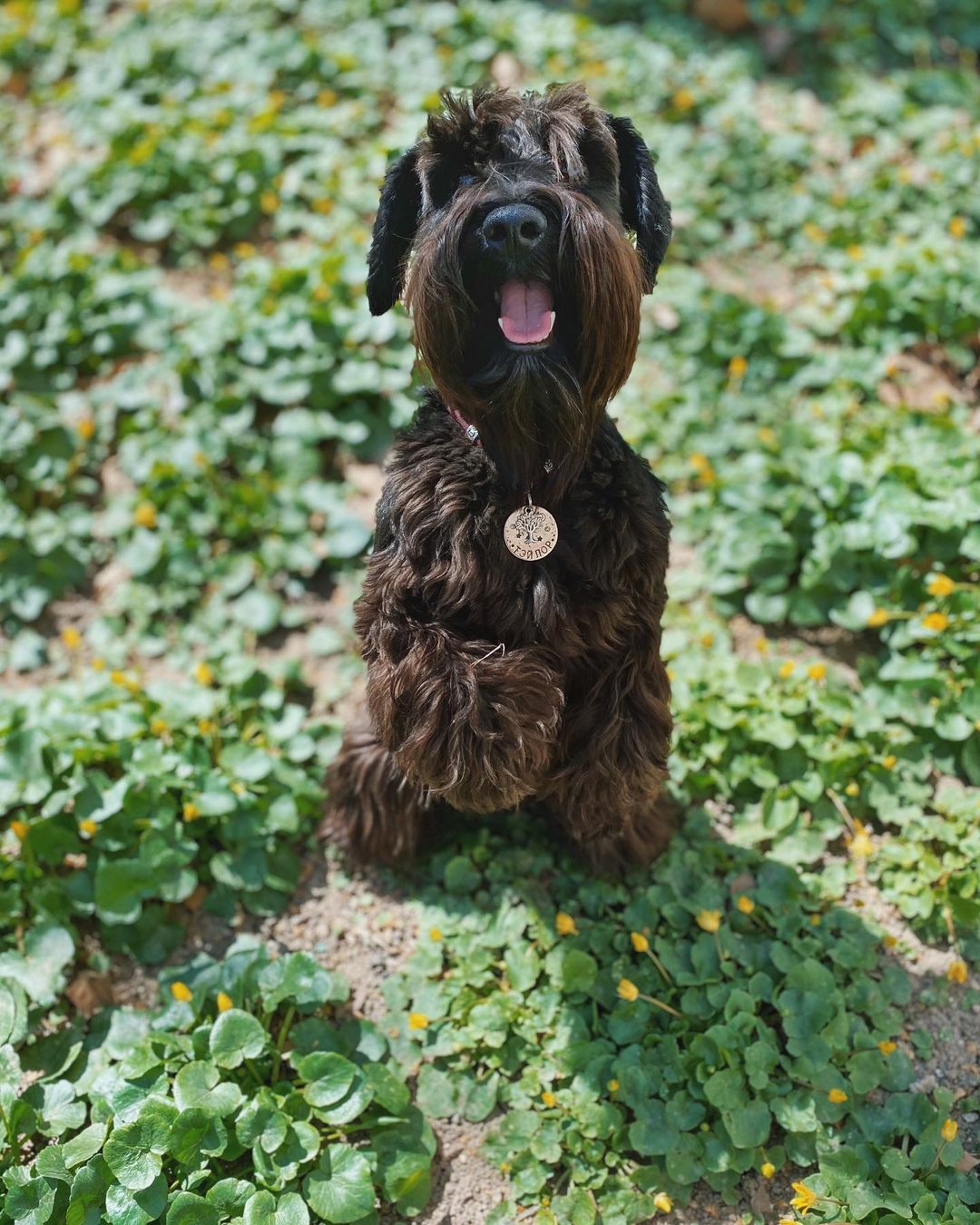 16 Amazing Facts About Miniature Schnauzers You Probably Never Knew 9