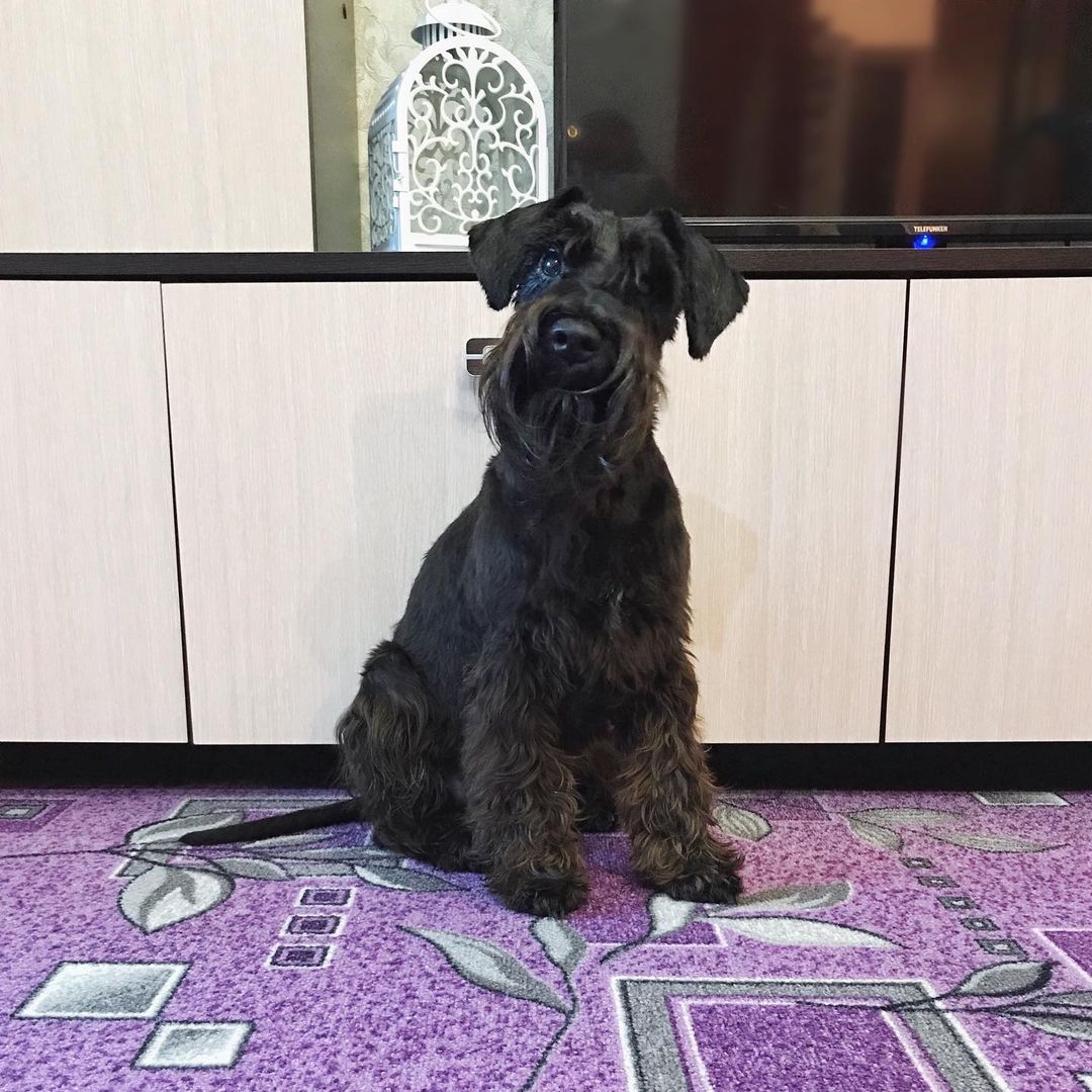 16 Amazing Facts About Miniature Schnauzers You Probably Never Knew 10