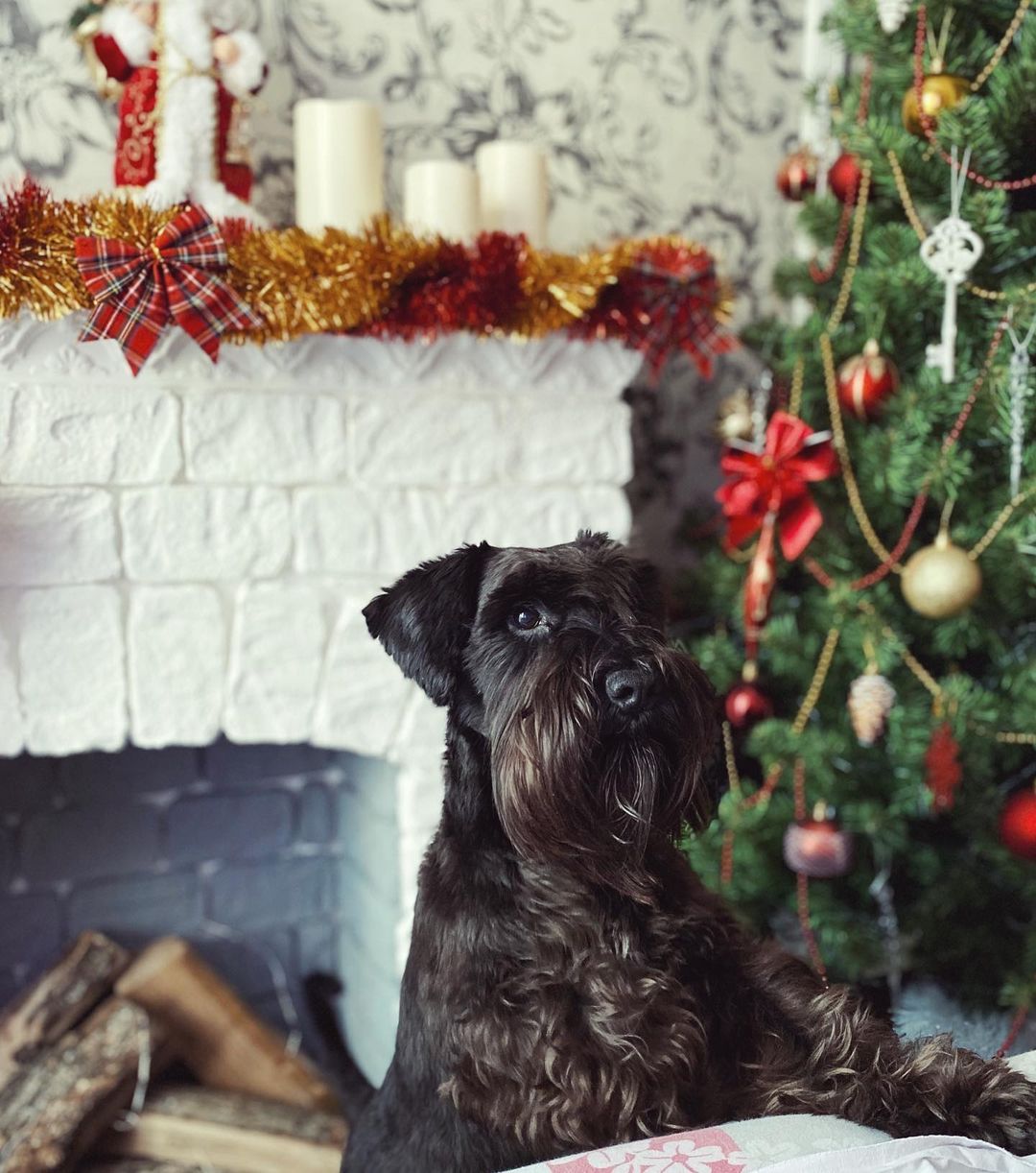 16 Amazing Facts About Miniature Schnauzers You Probably Never Knew 11