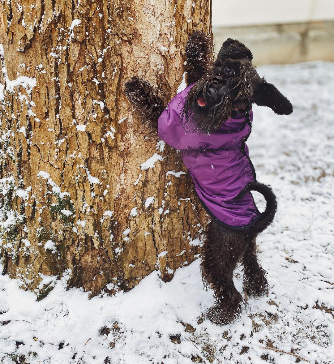 16 Amazing Facts About Miniature Schnauzers You Probably Never Knew 9
