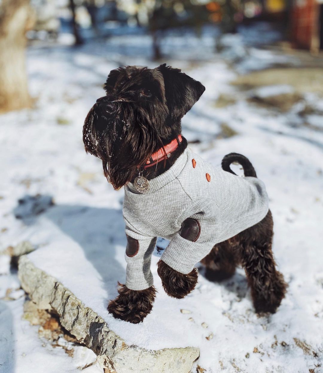 16 Amazing Facts About Miniature Schnauzers You Probably Never Knew 10