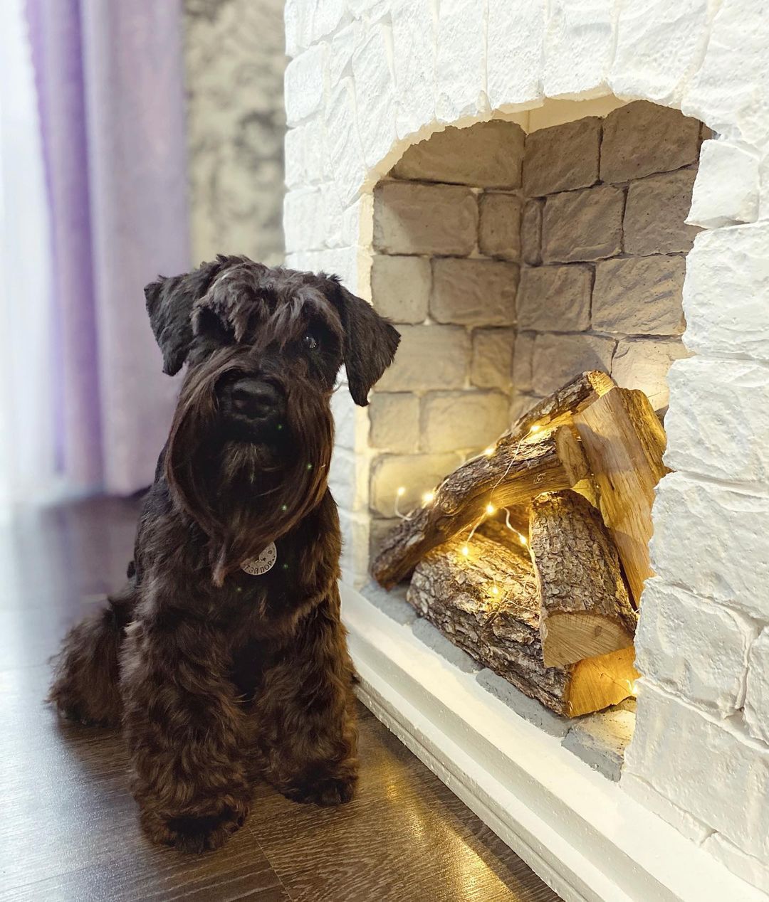 15 Cool Facts About Miniature Schnauzers 9