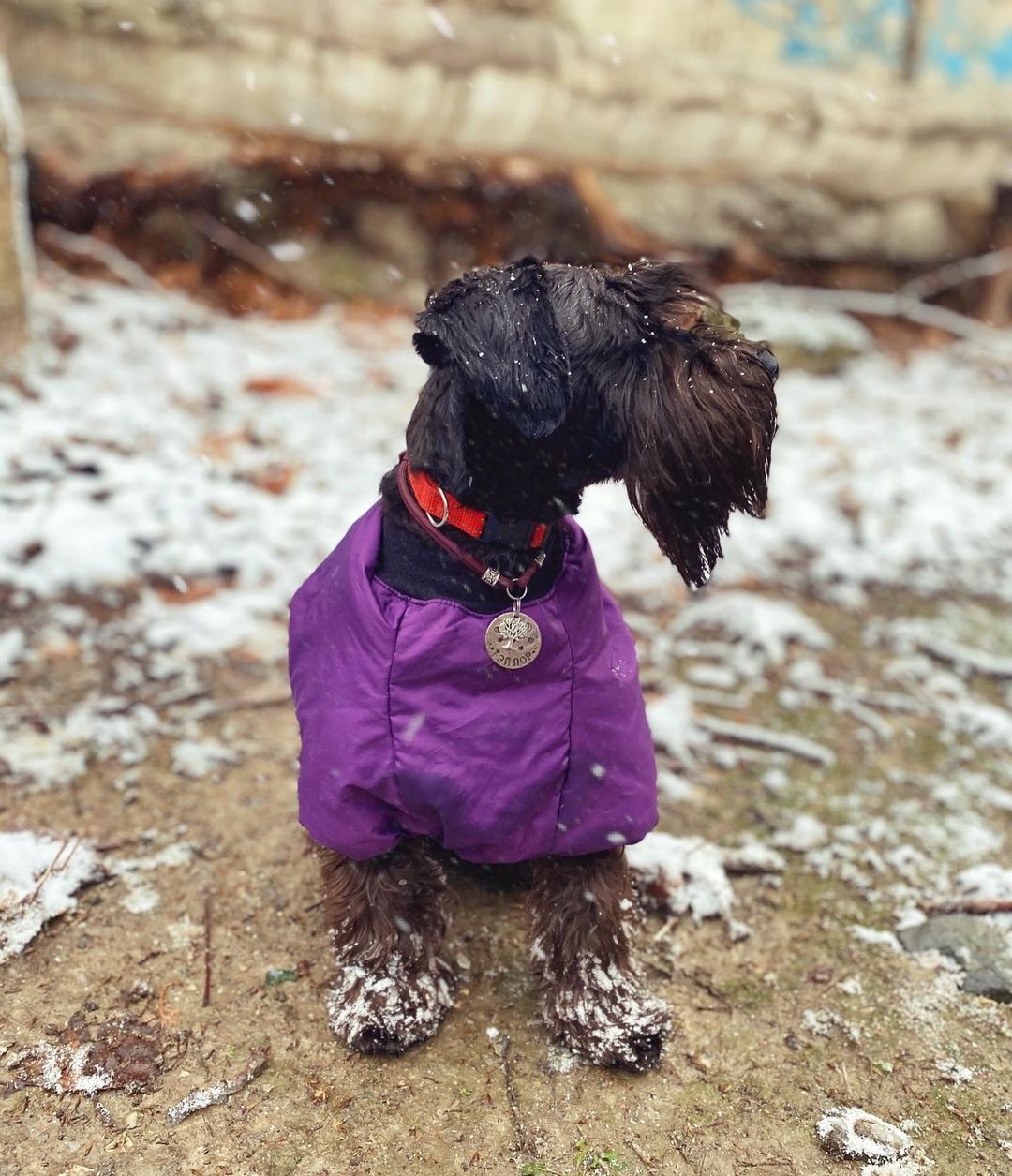 16 Amazing Facts About Miniature Schnauzers You Probably Never Knew 11