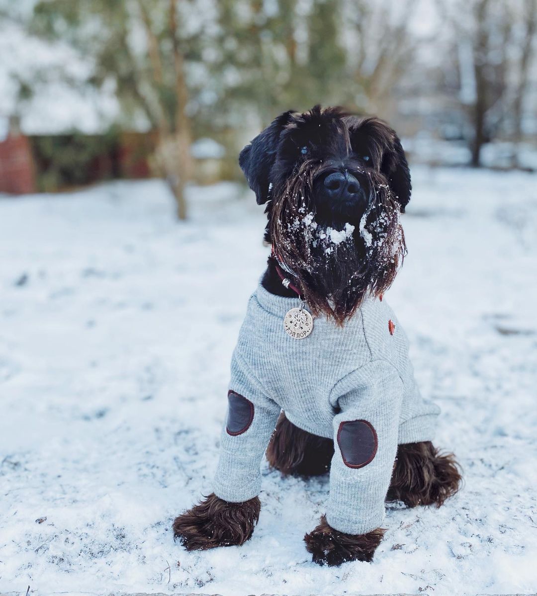 16 Amazing Facts About Miniature Schnauzers You Probably Never Knew 9