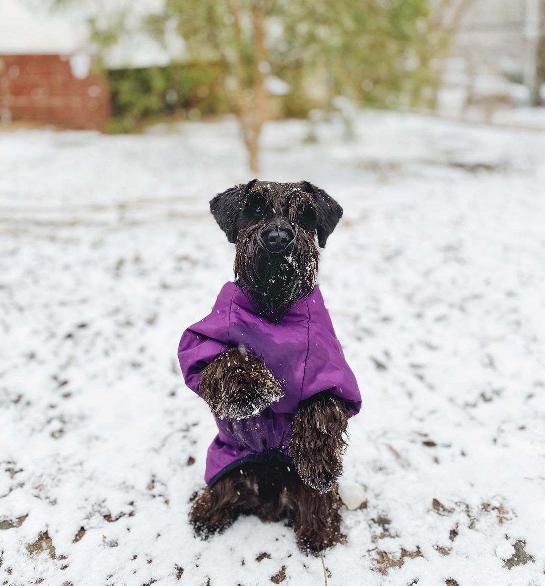 16 Amazing Facts About Miniature Schnauzers You Probably Never Knew 10